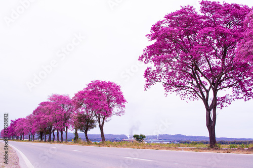 Handroanthus impetiginosus or pink lapacho in line at the side of the road in the Argentine Northwest, still devoid of foliage, unfolds its pink flowers turning its cup into an immense bouquet photo