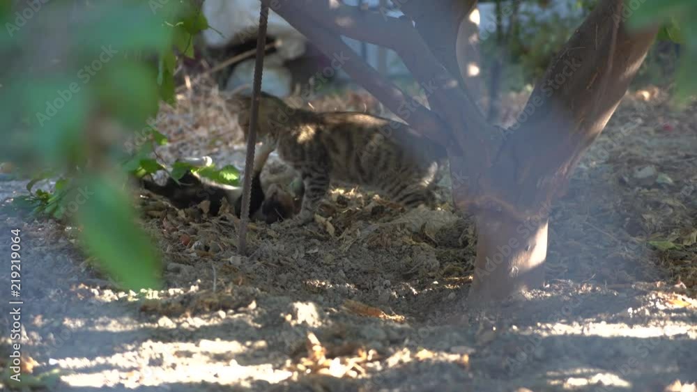 A larger cat and a small cat playing under a tree A larger cat and a small cat playing under a tree
