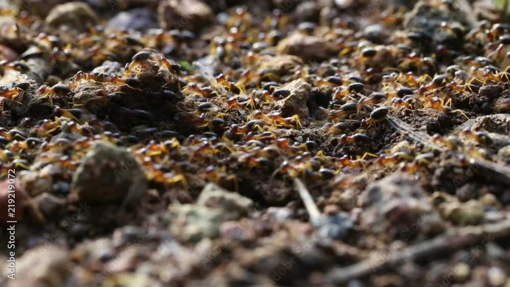 Termite soldier, Soldier Termites eat wood of tree , Animals, wildlife in forest on ground back to the nest Termite soldier, Soldier Termites eat wood of tree , Animals, wildlife in forest on ground back to the nest