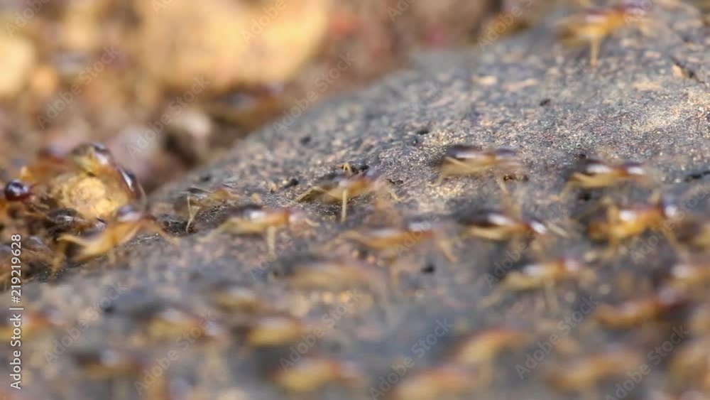 Termite soldier, Soldier Termites eat wood of tree , Animals, wildlife in forest on ground back to the nest Termite soldier, Soldier Termites eat wood of tree , Animals, wildlife in forest on ground back to the nest
