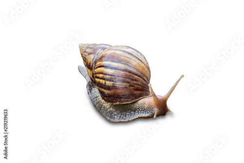 Big snail in shell crawling isolated on white background