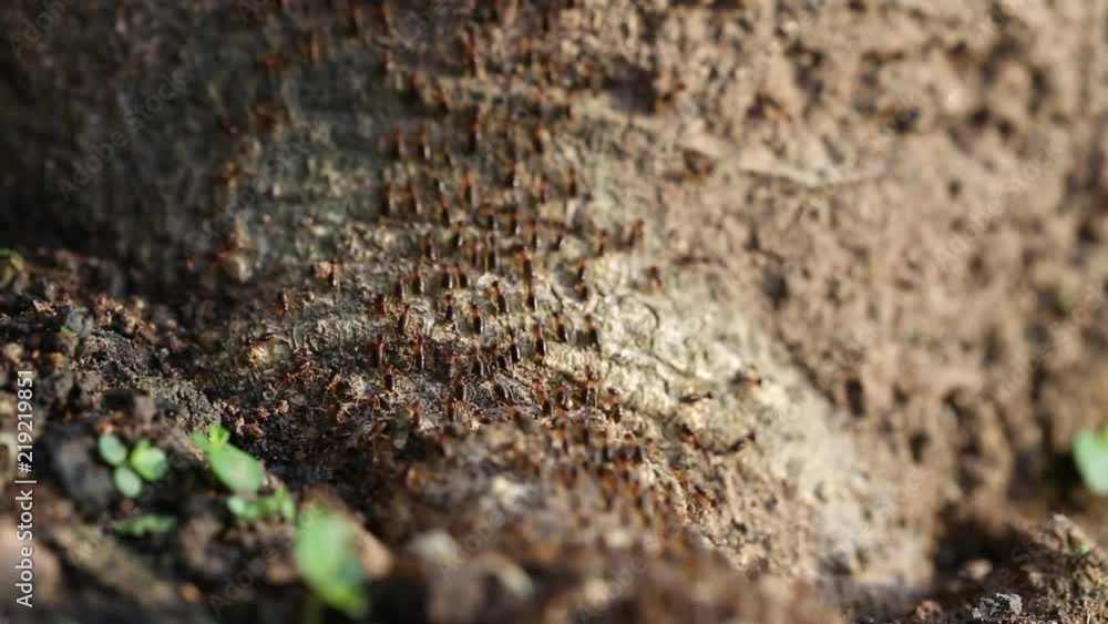 Termite soldier, Soldier Termites eat wood of tree , Animals, wildlife in forest on ground back to the nest Termite soldier, Soldier Termites eat wood of tree , Animals, wildlife in forest on ground back to the nest