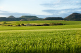 Wheat Field in Spring - Mid West - Western Australia