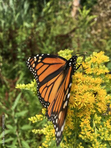 Monarch Butterfly  © Vvs Lifestyle Photo