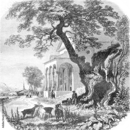 The Platane of Trons, vintage engraving. photo