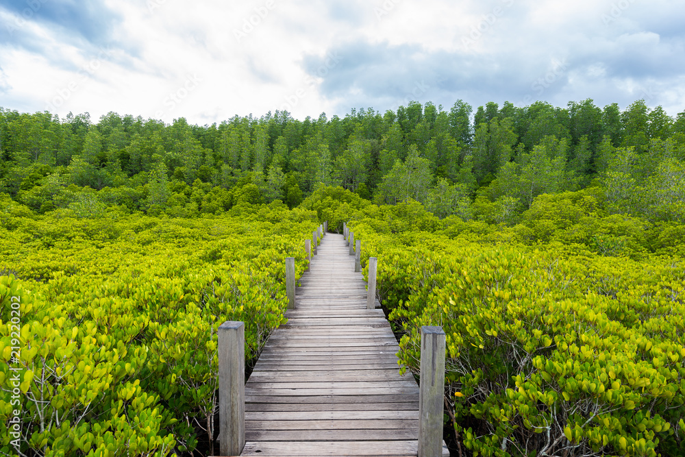 Mangroves inTung Prong Thong or Golden Mangrove Field at Estuary Pra Sae, Rayong, Thailand