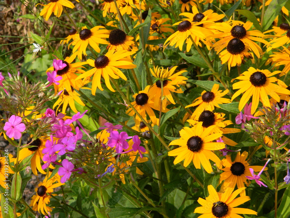 Flowers Flowers