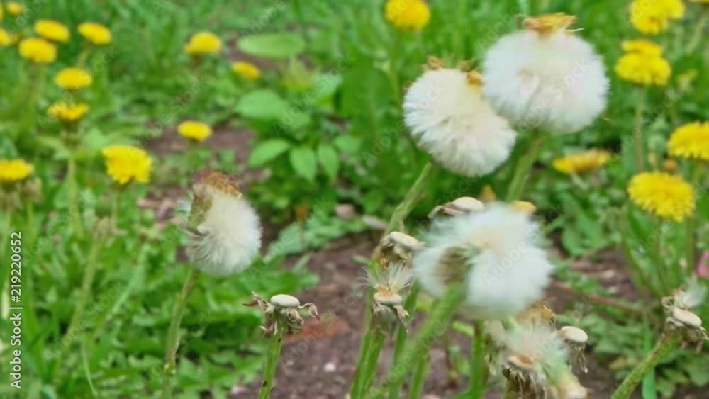 Blowball destroied by gush of wind Blowball destroied by gush of wind
