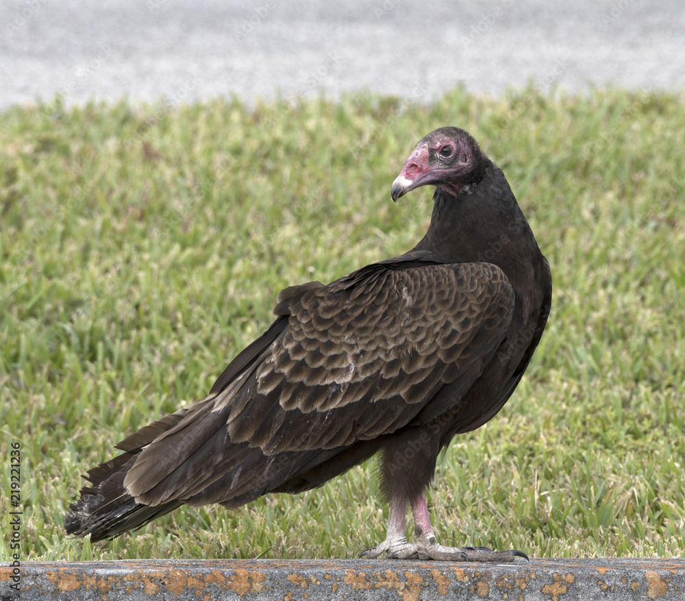 Black turkey vulture with a red head and feet is standing on a concrete slab with green grass and a portion of gray road in the background. Black turkey vulture with a red head and feet is standing on a concrete slab with green grass and a portion of gray road in the background.