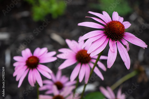 Pink Mountain Flowers