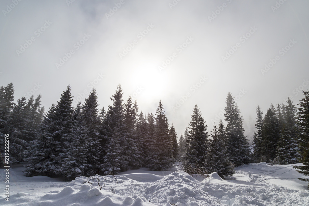 Beautiful alpine scenery on a bright winter day, with fresh snow and fir trees Beautiful alpine scenery on a bright winter day, with fresh snow and fir trees