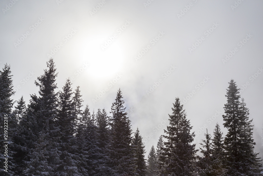 Beautiful alpine scenery on a bright winter day, with fresh snow and fir trees