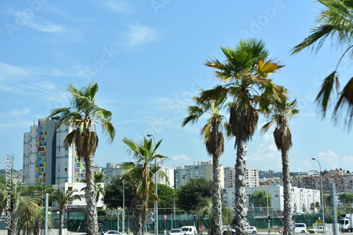 Palm Trees and Skyline