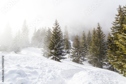 Beautiful alpine scenery on a bright winter day, with fresh snow and fir trees © Calin Tatu