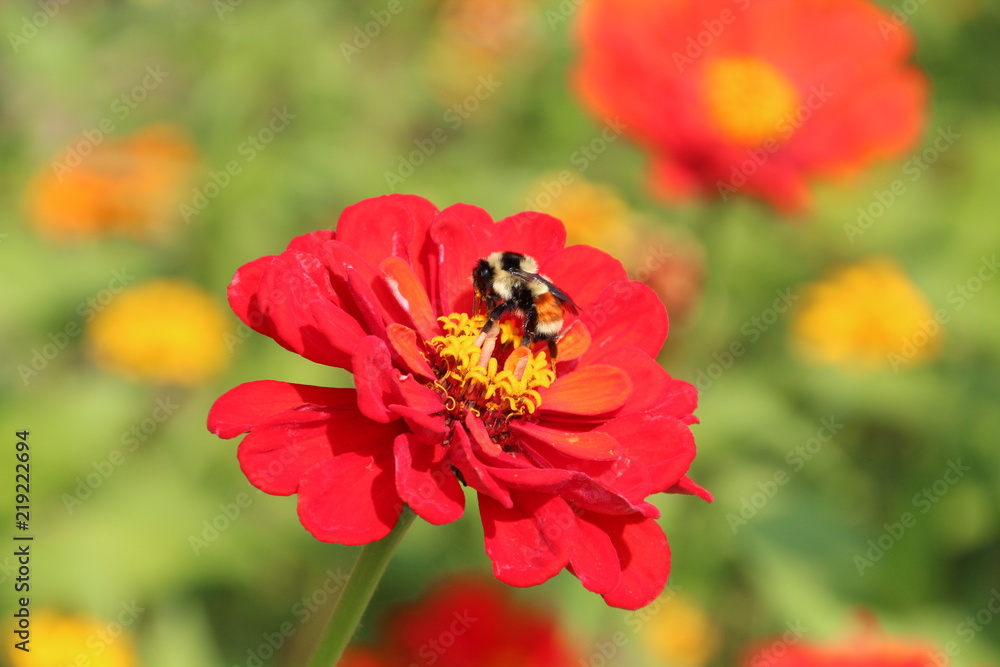 The Bee In The Zinnia, Fort Edmonton Park, Edmonton, Alberta The Bee In The Zinnia, Fort Edmonton Park, Edmonton, Alberta