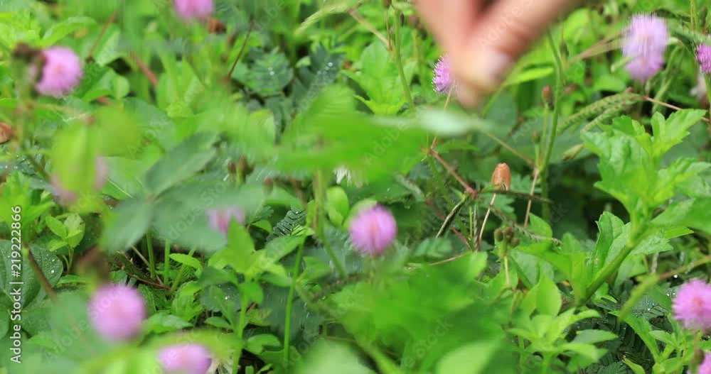 Hand touch mimosa plants Hand touch mimosa plants