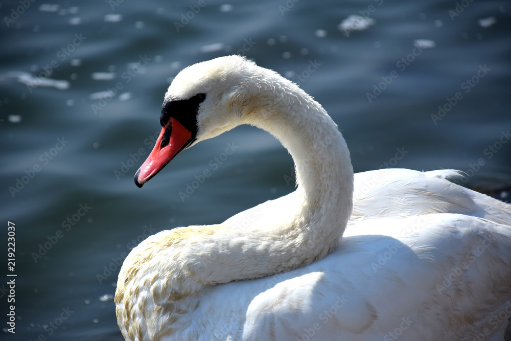 Fototapeta premium Sunny swan