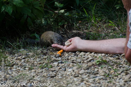 Hand feeding a wood chuck