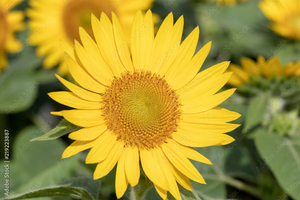 Sunflower of Andersen Park in Funabashi City, Chiba Prefecture, Japan Sunflower of Andersen Park in Funabashi City, Chiba Prefecture, Japan