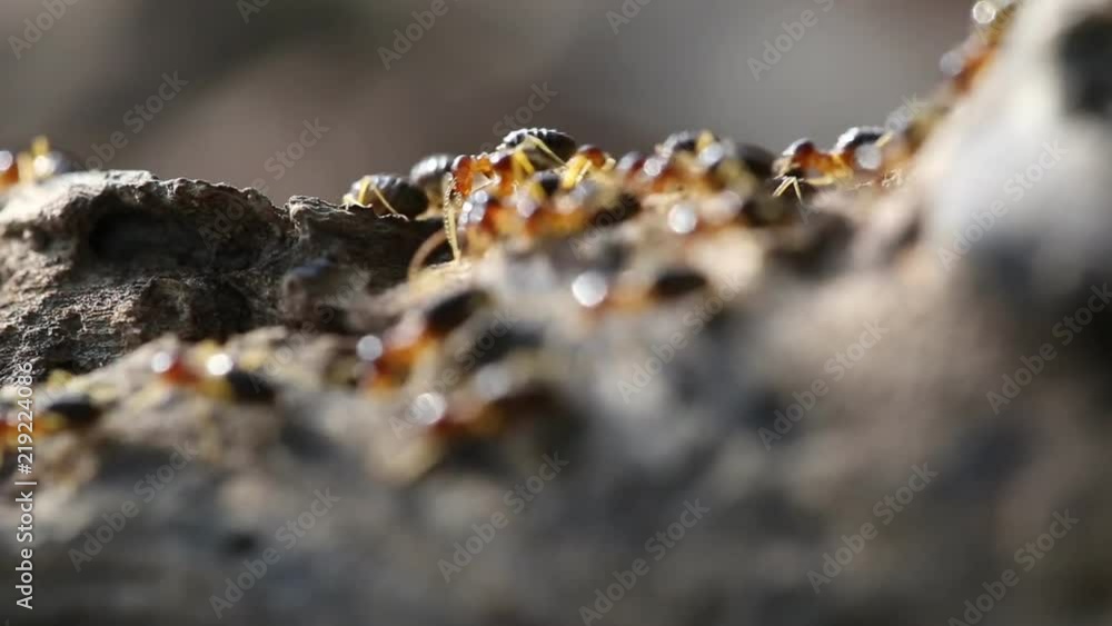 Termite soldier, Soldier Termites eat wood of tree , Animals, wildlife in forest on ground back to the nest Termite soldier, Soldier Termites eat wood of tree , Animals, wildlife in forest on ground back to the nest
