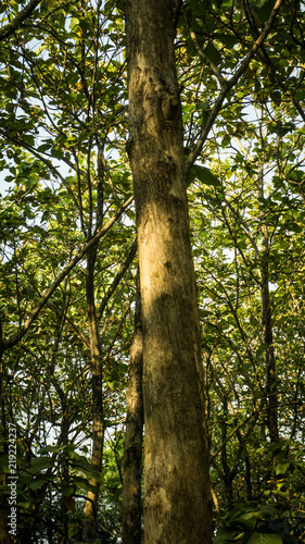 a jati tree traditional best wood from indonesia central java