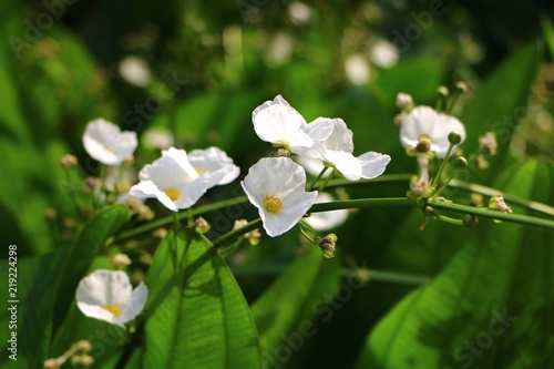 Mexican sword plant and flowers Echinodorus palifolius  also known as Melati air.