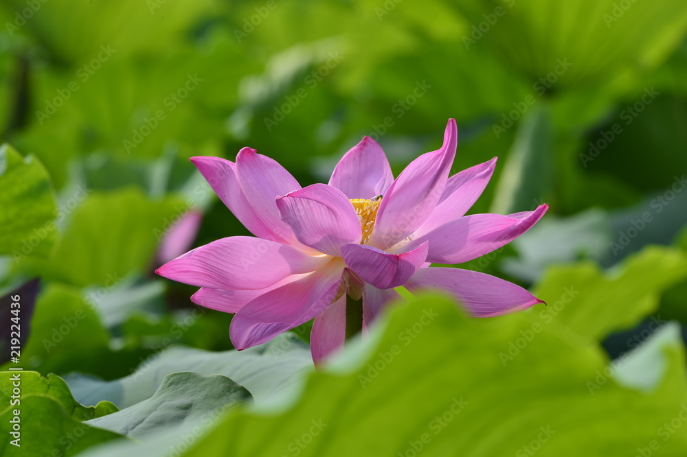 Blooming lotus flowers in the park