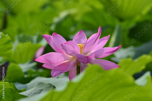 Blooming lotus flowers in the park