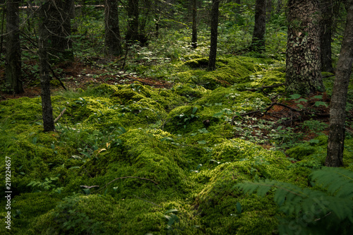 Spring Moss Forest