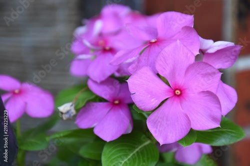 美しい花