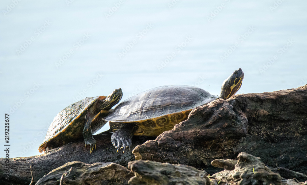 Fototapeta premium Sunning Pair of Turtles