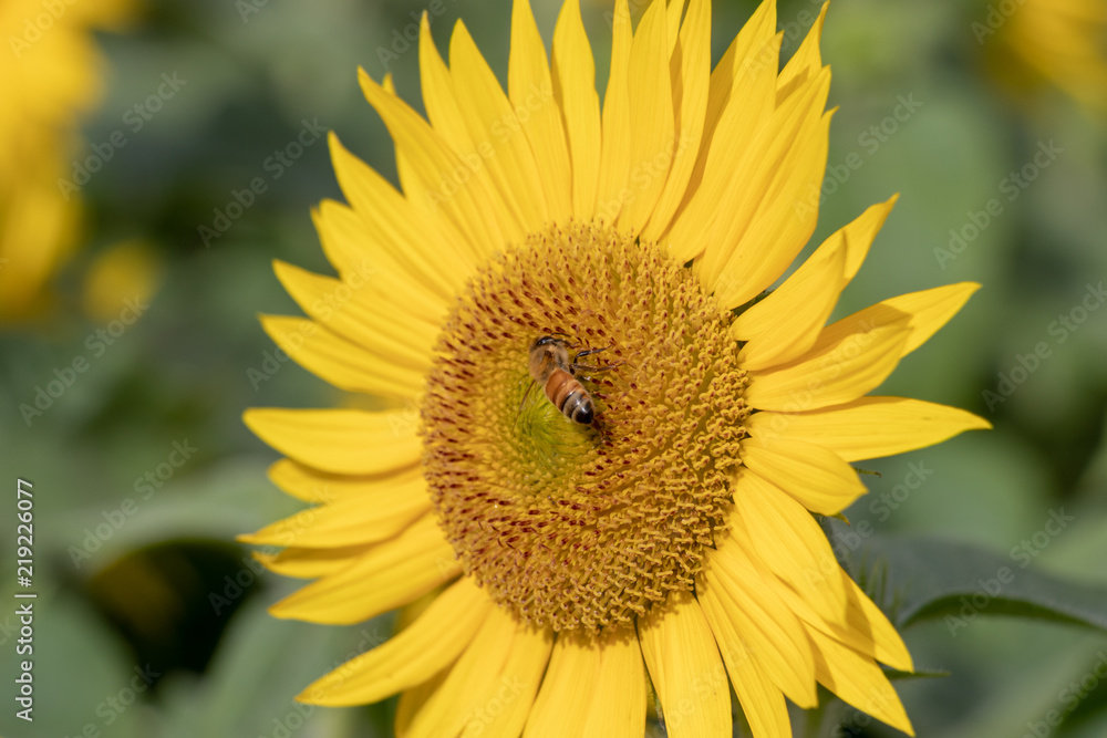 Sunflower of Andersen Park in Funabashi City, Chiba Prefecture, Japan Sunflower of Andersen Park in Funabashi City, Chiba Prefecture, Japan