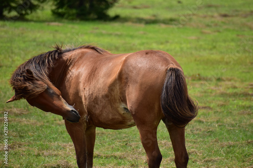 夏の牧場の馬