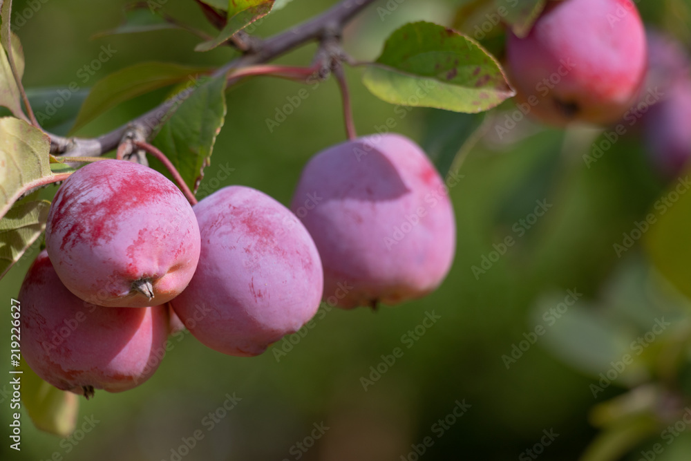 Malus Lemoine at Andersen Park in Funabashi City, Chiba Prefecture, Japan Malus Lemoine at Andersen Park in Funabashi City, Chiba Prefecture, Japan