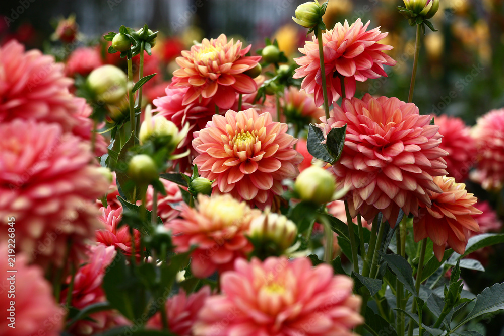 Fototapeta premium Dahlias in pink tones./In a flower bed a considerable quantity of flowers dahlias with petals in various tones of pink color.
