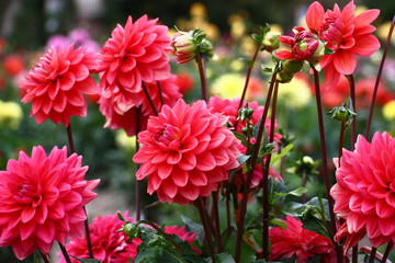 Keuken achterwand Dahlia Roze dahliatuin met bloempracht  © imamchits