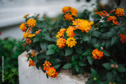 Orange Flowers in Green Garden