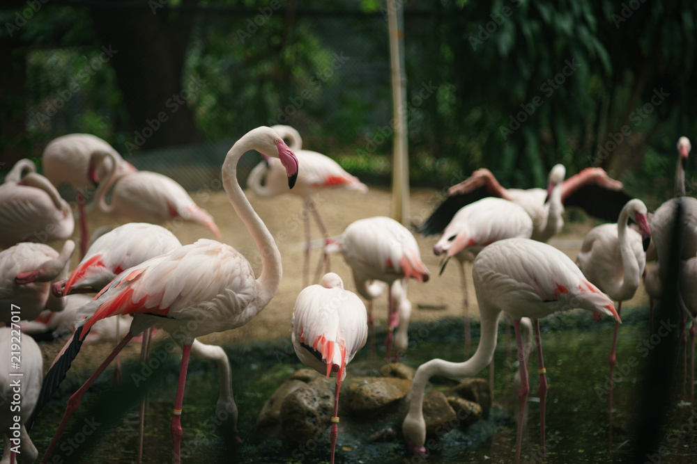 Flamingo birds at the zoo