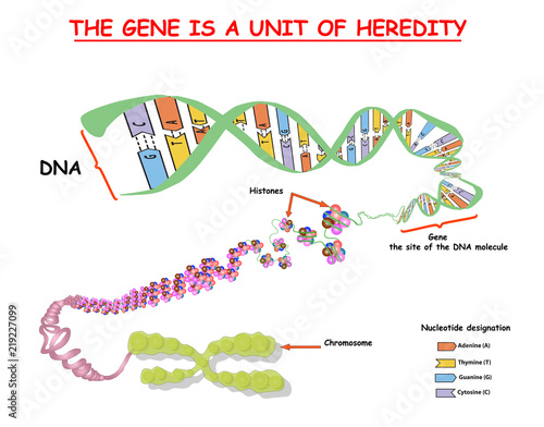 Genome in the structure of DNA. genome sequence. Telo mere is a repeating sequence of double-stranded DNA located at the ends of chromosomes Nucleotide, Phosphate, Sugar, and bases. education vector photo