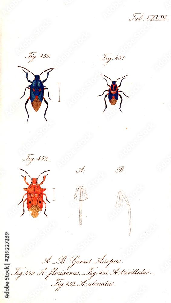 Illustration of a beetle. Illustration of a beetle.