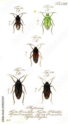 Illustration of a beetle.