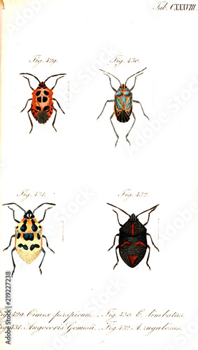 Illustration of a beetle. © ruskpp