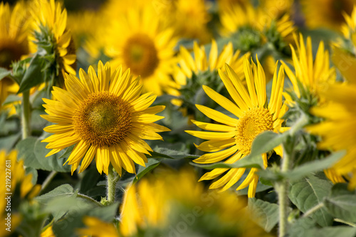 Sunflower of Andersen Park in Funabashi City  Chiba Prefecture  Japan