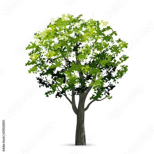 Tree isolated on white background with soft shadow. Natural object for landscape design. Vector.