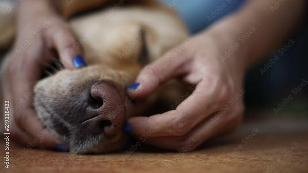 Girl giving a dog a nose rub. A way to check if the nose is wet. Wet