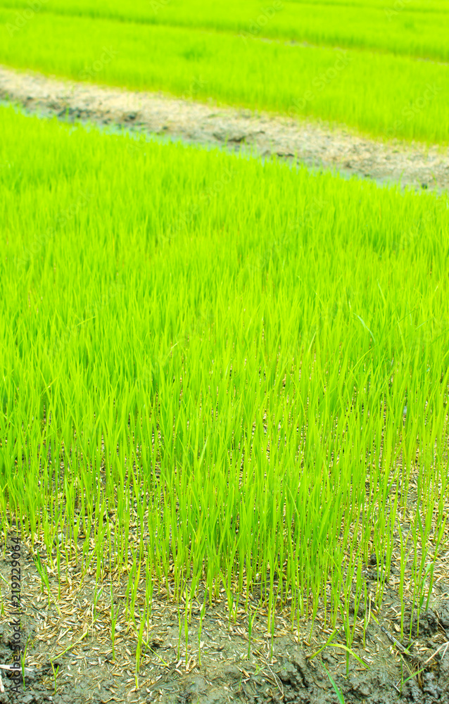 Fototapeta premium rice field in north Thailand, nature food landscape background.