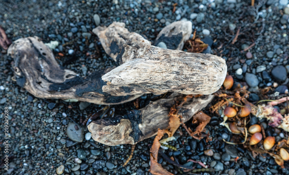 Close up of driftwood on the beach with background of gravel, sand and seaweed Close up of driftwood on the beach with background of gravel, sand and seaweed