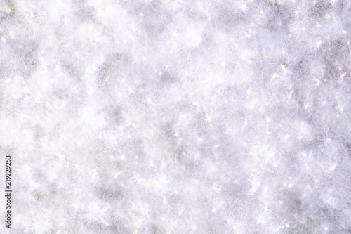 white background from poplar fluff