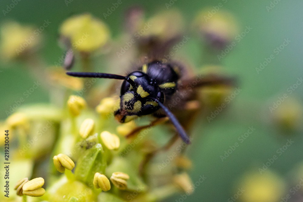Fototapeta premium Wespe in einer Blume