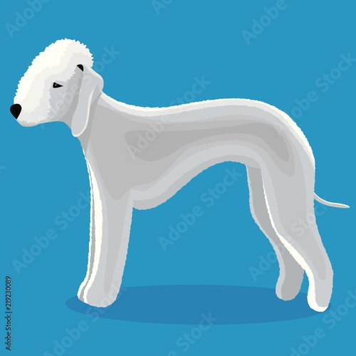 Bedlington terrier dog